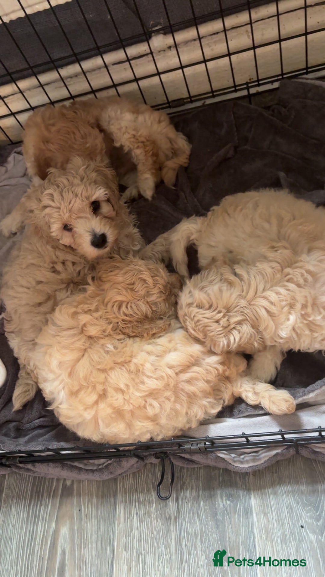 Cockapoo dogs for sale: Cockapoo puppies for  - Image 4