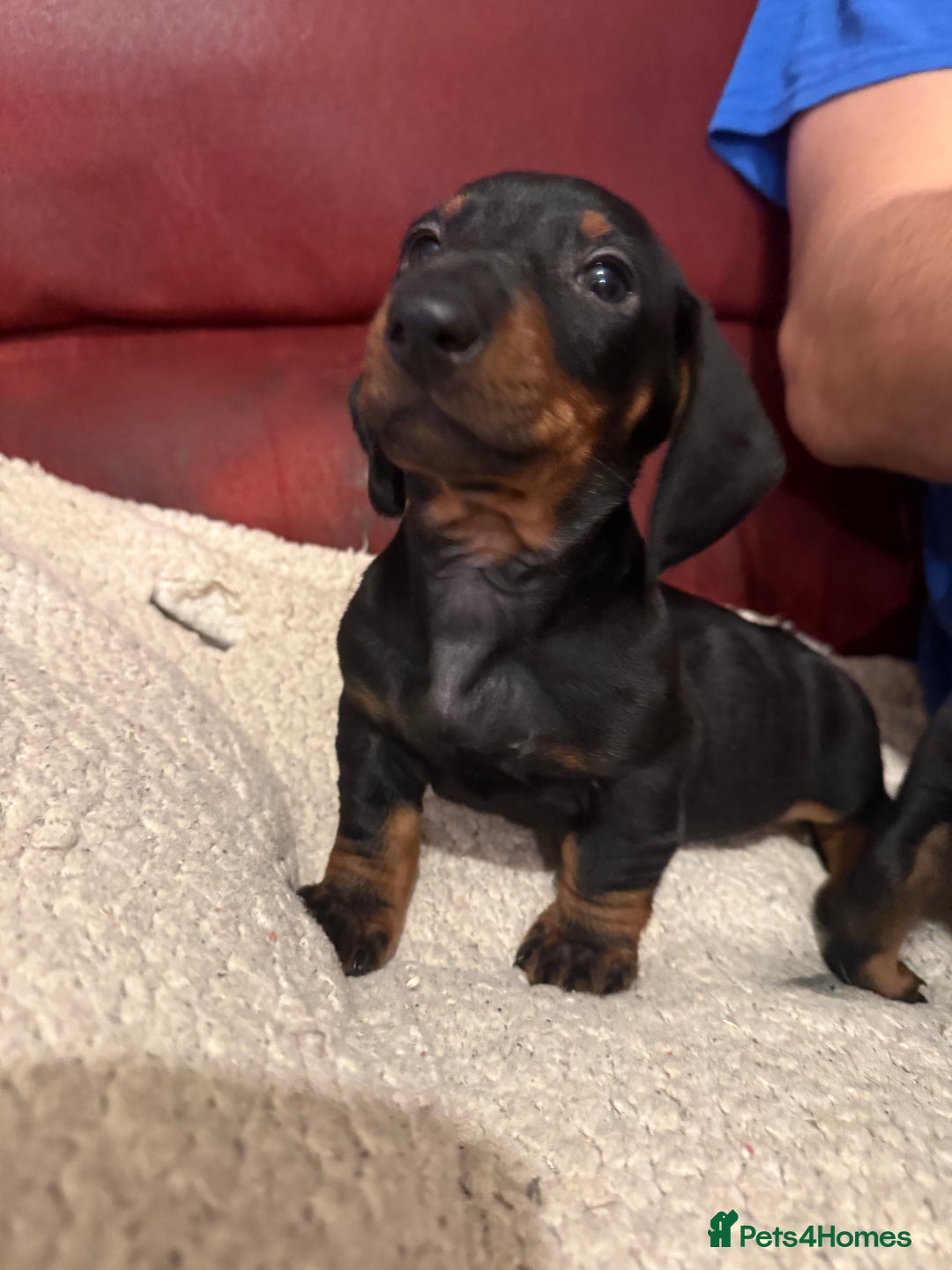 Dachshund dogs for sale: Smooth hair Dachshund puppies  - Image 5