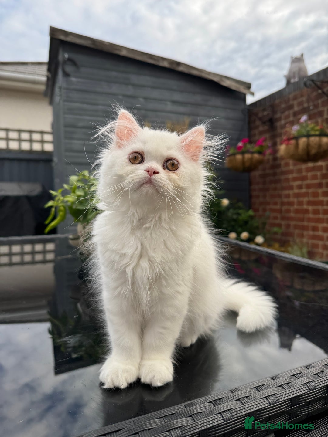 Persian cats for sale: 2 white Gorgeous Persian Boys - Image 19