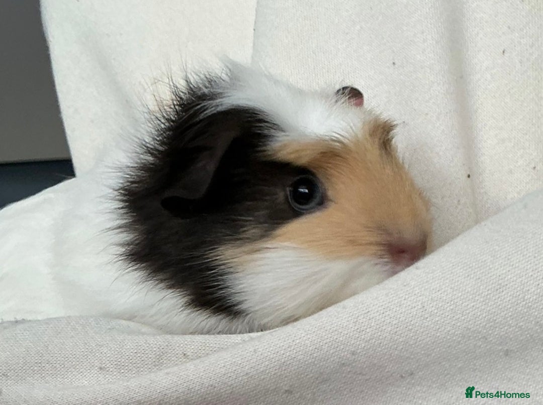 Guinea Pig rodents for sale: Guinea pig boy for sale - Advert 2