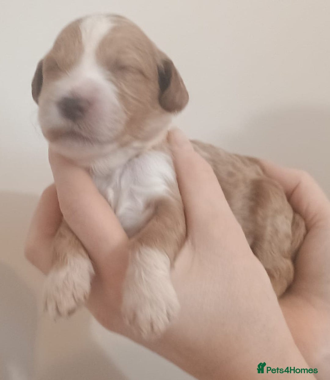 Mixed Breed dogs for sale: Australian doubledoodle puppies - Image 31