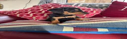Jackshund dogs for sale: Jackrussel x dachshund puppies  - Advert 1