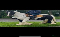 Irish Cob horses for sale: Traditional Cob - Advert 2