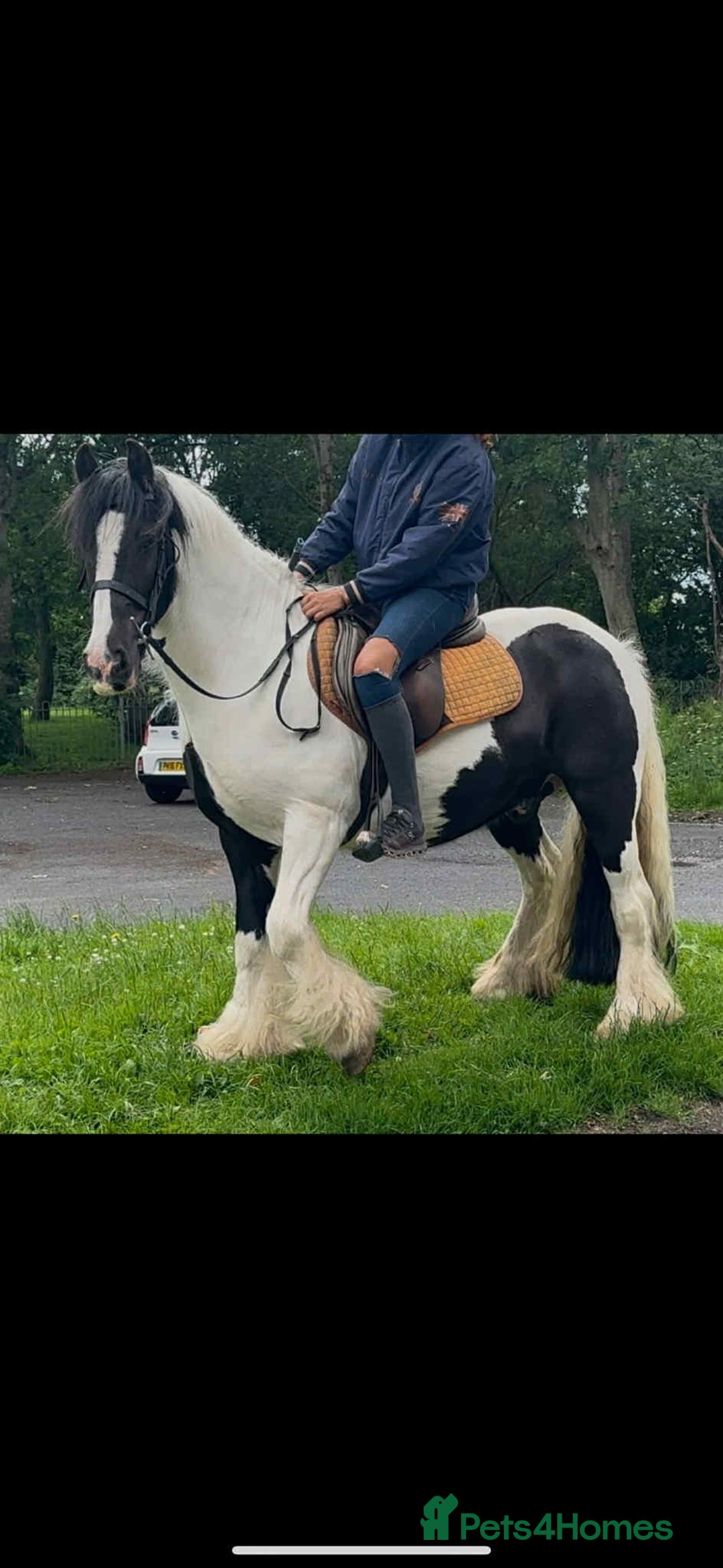 Irish Cob horses for sale: Traditional Cob - Advert 2