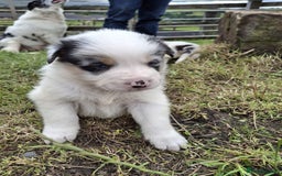 Mixed Breed dogs for sale: Border Collie x Australian Shepherd - Image 10