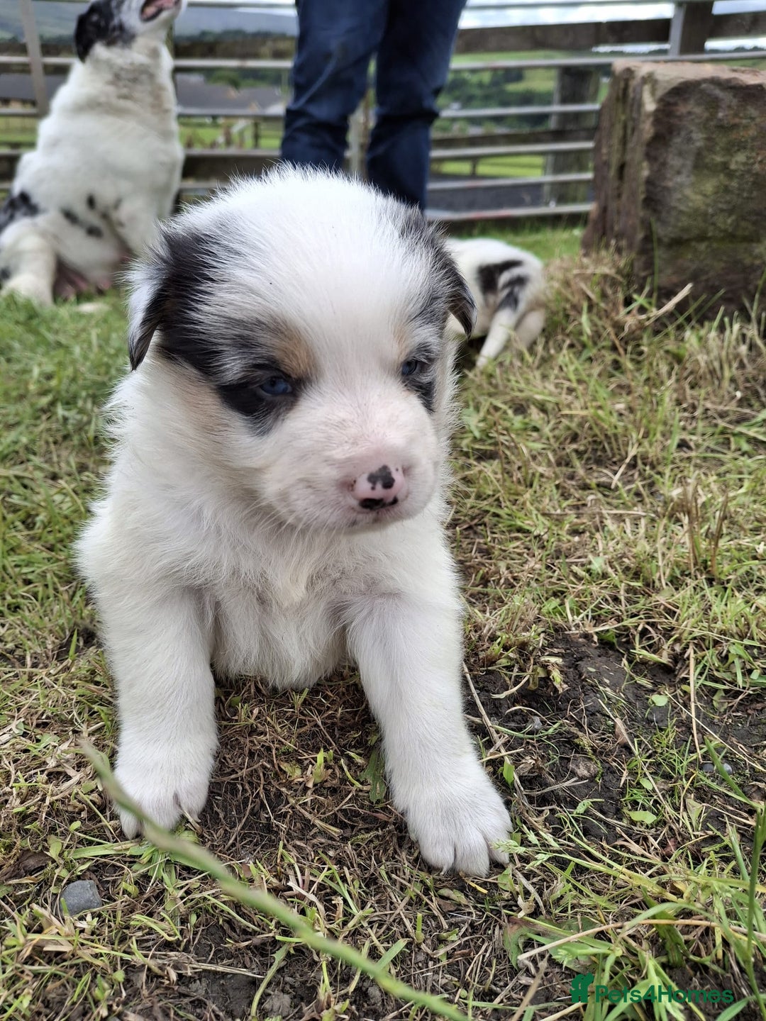 Mixed Breed dogs for sale: Border Collie x Australian Shepherd - Image 10