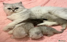Persian cats for sale: 2 Persian silver tipped chinchilla - Advert 5