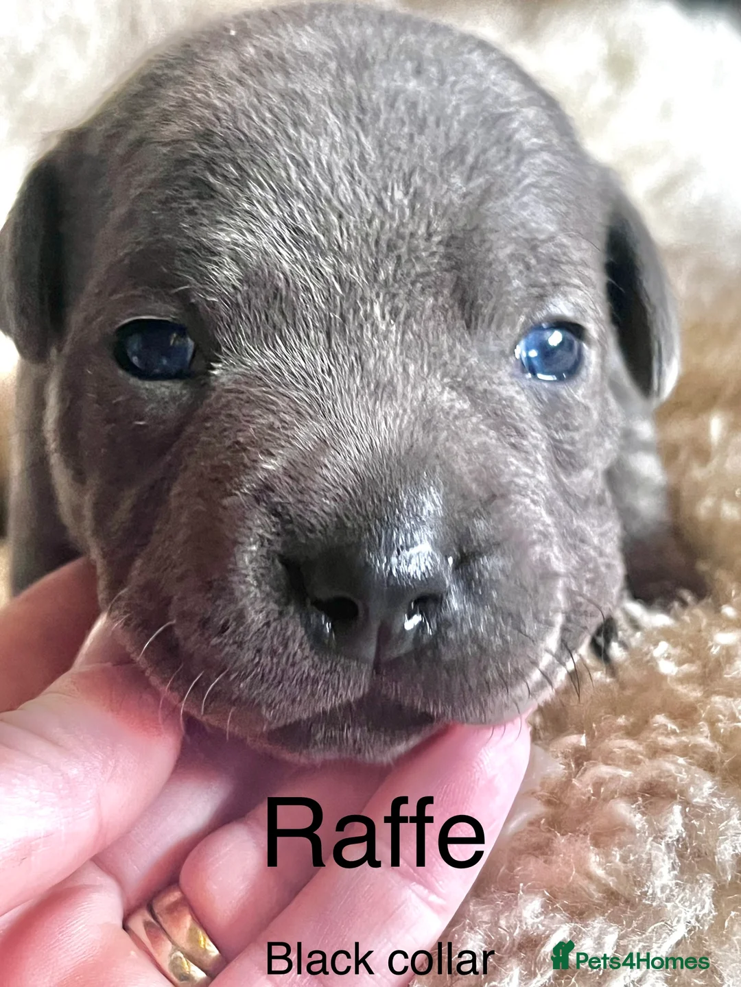 Staffordshire Bull Terrier dogs for sale: Beautiful Blue KC Registered Staffy Pups for sale - Advert 2