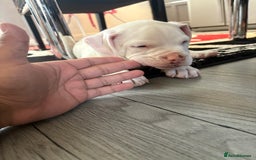 American Bulldog dogs for sale: American bulldog (johnson type) - Image 6