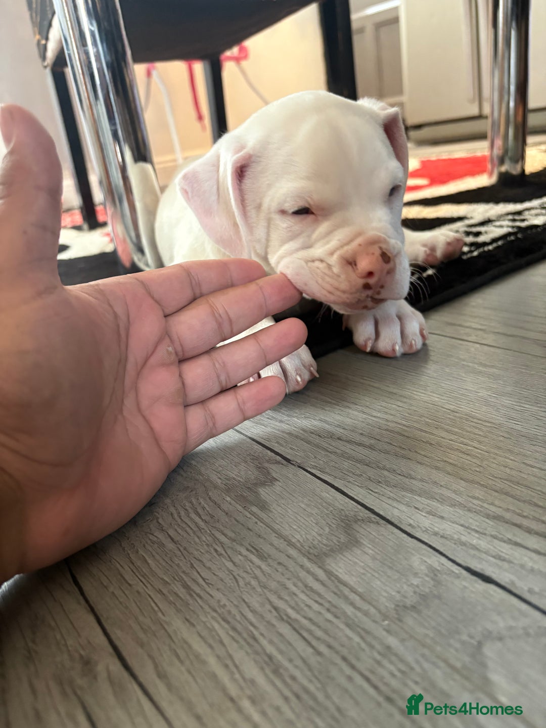 American Bulldog dogs for sale: American bulldog (johnson type) - Image 6