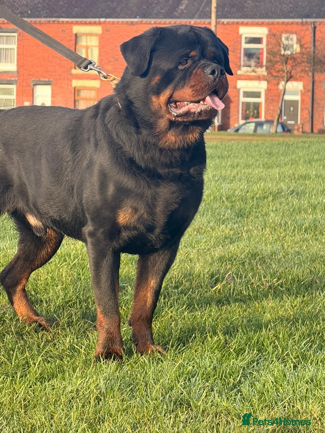 Rottweiler dogs for stud: Top quality health tested kc male German X serbian - Advert 14