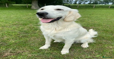 Golden Retriever dogs - Advert 1
