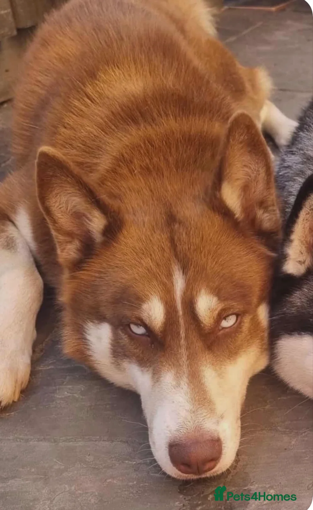 Siberian Husky dogs for sale: Siberian husky puppy dog  - Advert 2