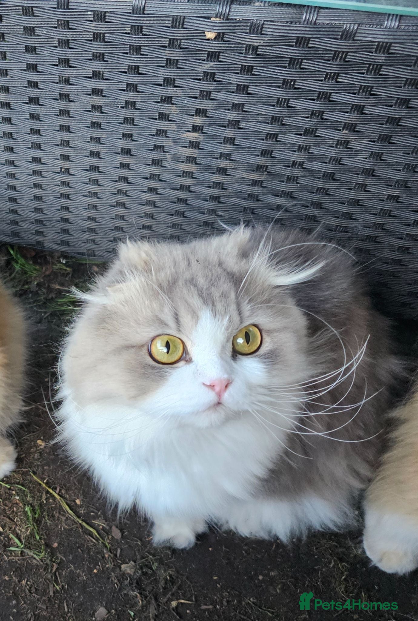 British Longhair cats British Longhaired Cats and Scottish Fold Cats - Advert 17