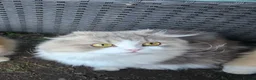 British Longhair cats for sale: British Longhaired Cats and Scottish Fold Cats in London - Advert 6