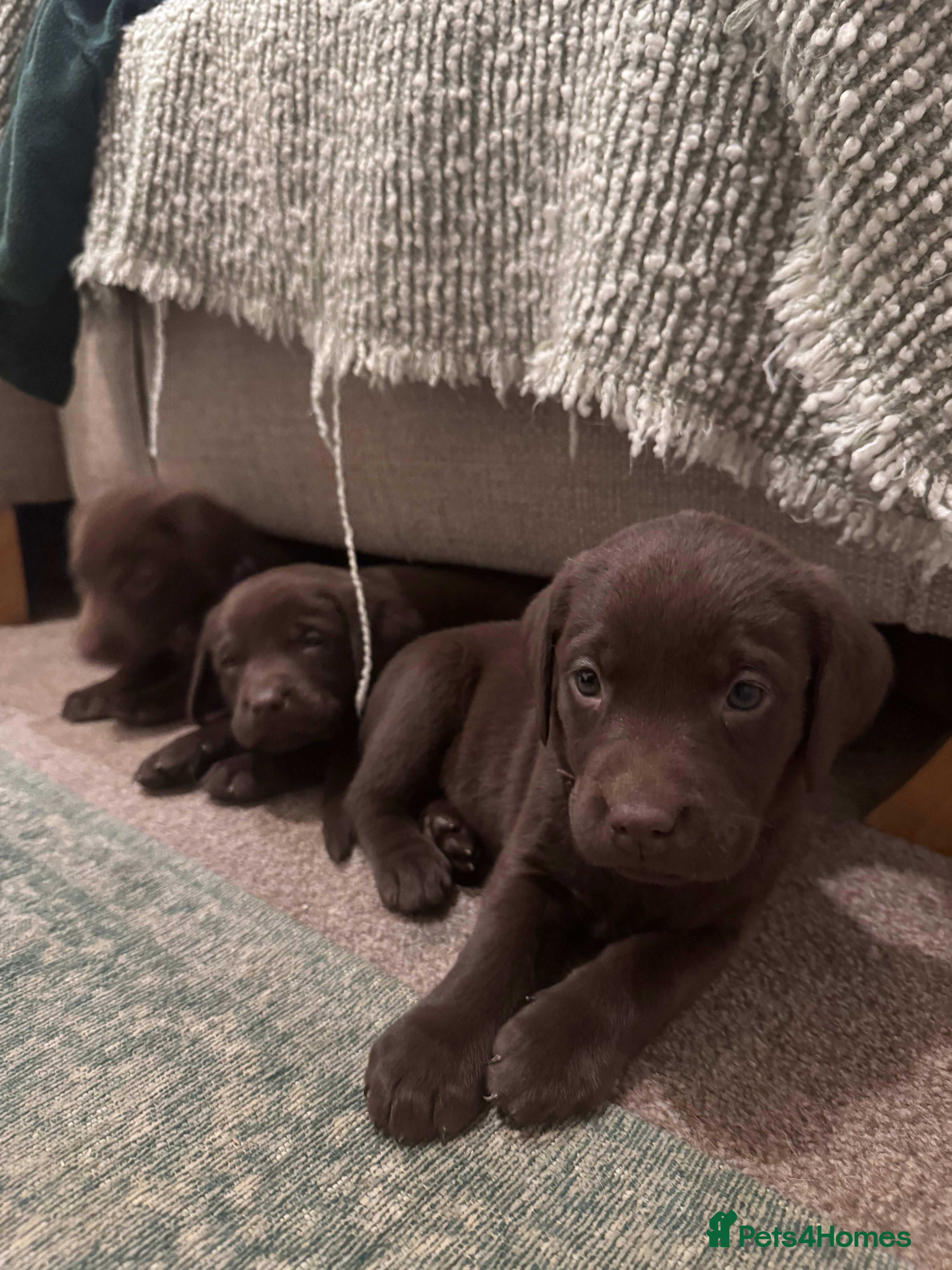 Labrador Retriever dogs Beautiful Chocolate and Yellow Labradors  - Advert 1