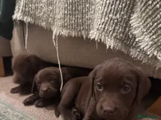 Labrador Retriever dogs Beautiful Chocolate and Yellow Labradors - Advert 1