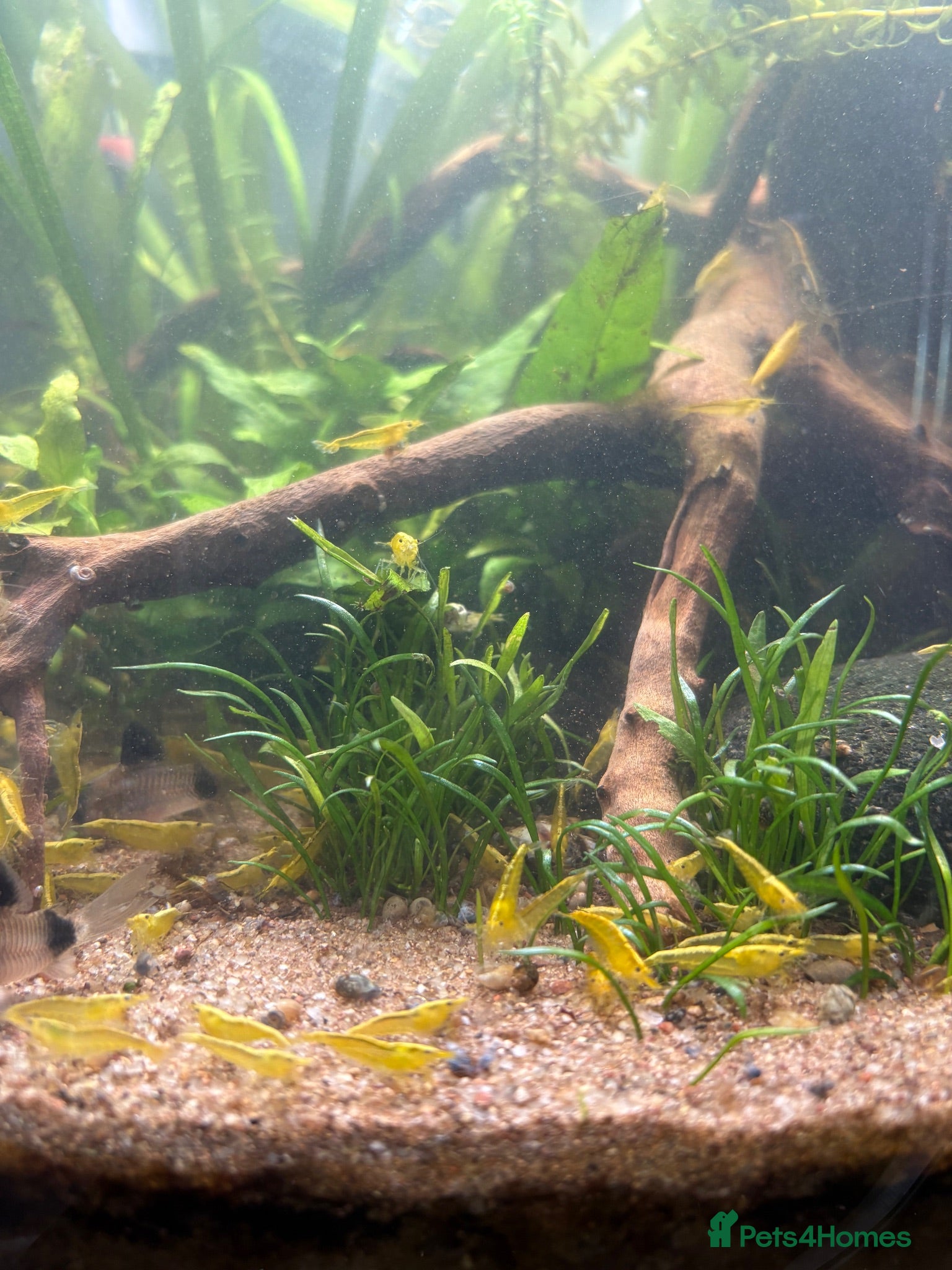 Shrimps fish **GRADE 1 YELLOW SAKURA NEOCARDINIA** - Advert 4