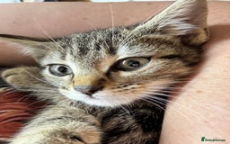 Domestic Shorthair cats for sale: Kitten in need of forever home - Image 4