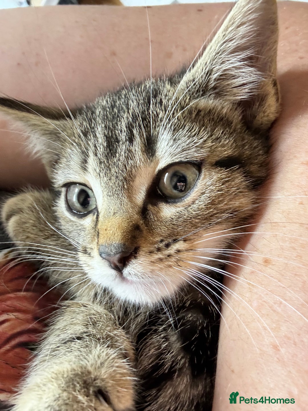 Domestic Shorthair cats for sale: Kitten in need of forever home - Image 4