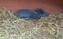 Lionhead rabbits for sale: Gorgeous Double maned lionheads - Image 2