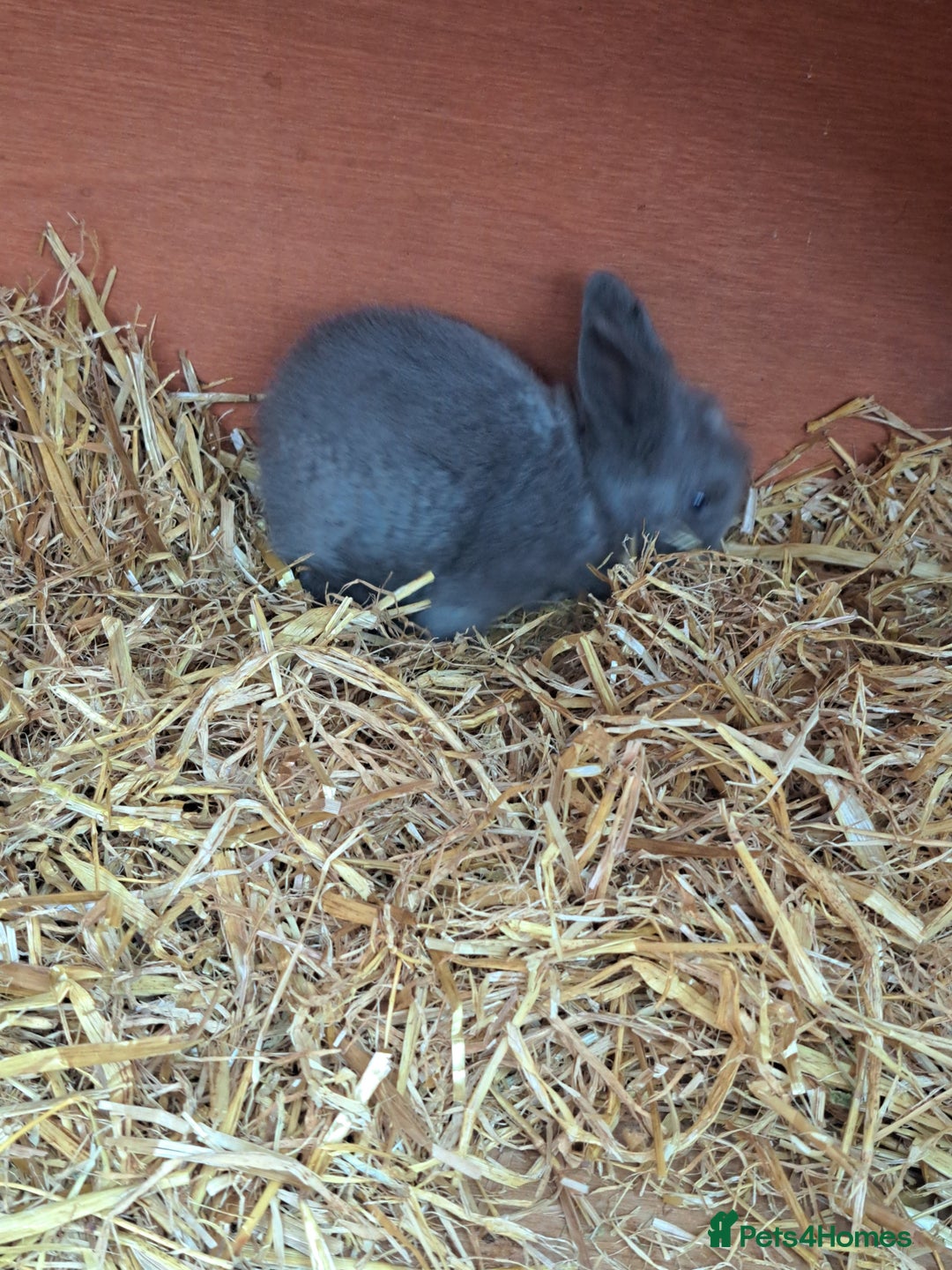 Lionhead rabbits for sale: Gorgeous Double maned lionheads - Image 2