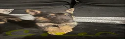 German Shepherd dogs for sale: 6 beautiful German shepherd pups for sale  - Advert 9