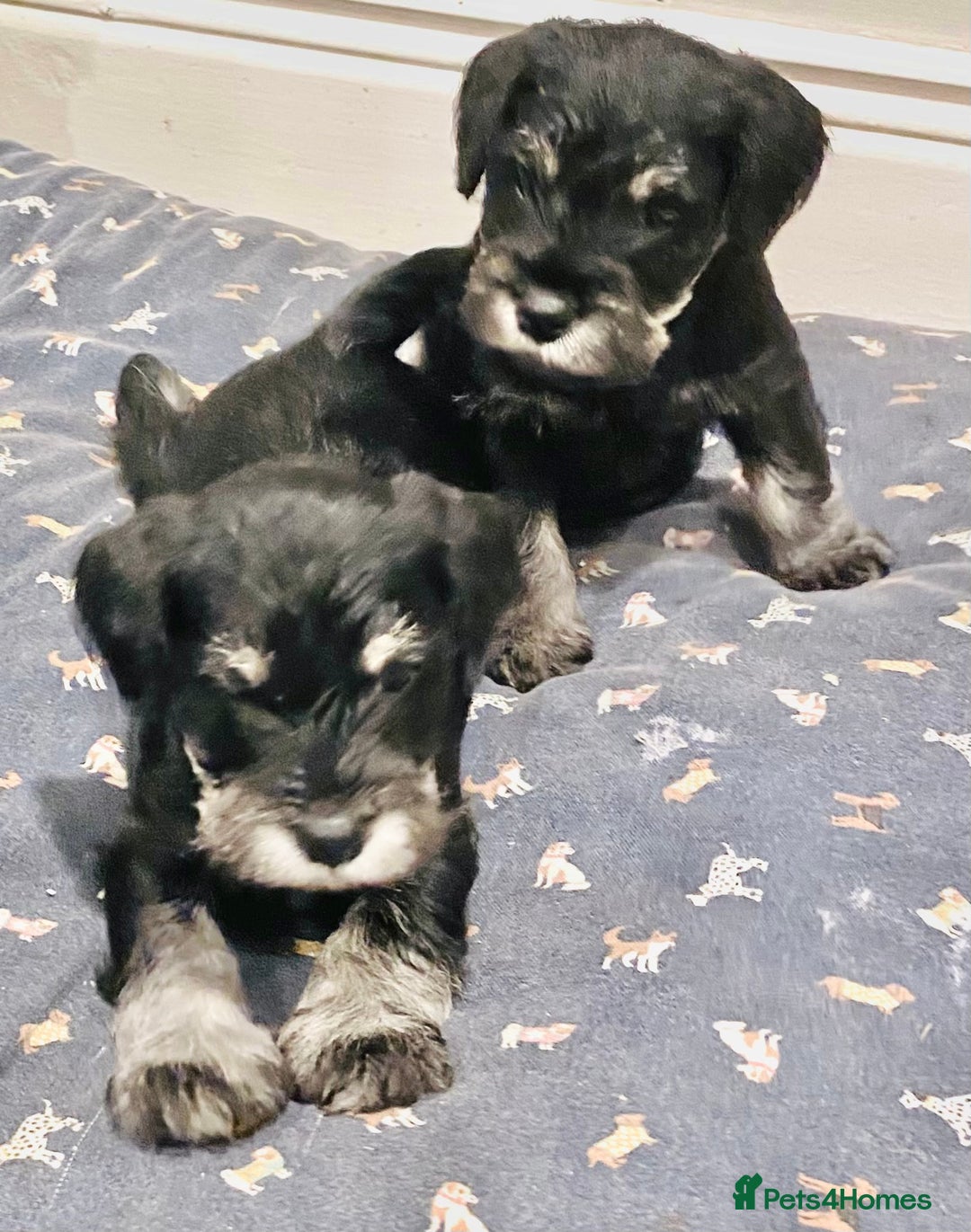 Miniature Schnauzer dogs for sale: Miniature Schnauzer puppies - Advert 2