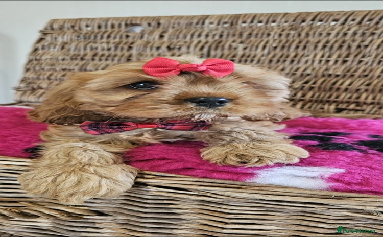 Cavapoo dogs - Advert 2