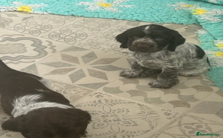 Cocker Spaniel dogs - Advert 9