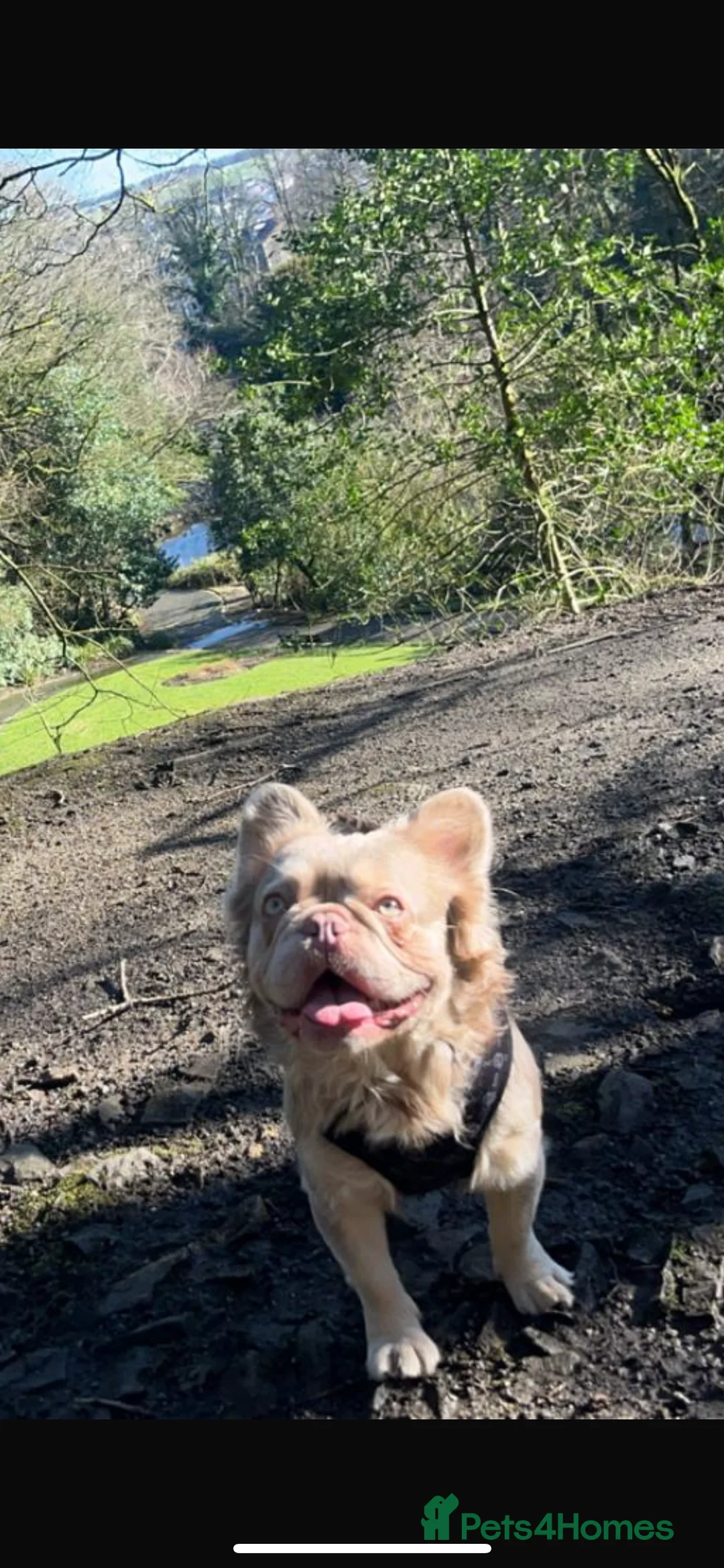 French Bulldog dogs for stud: Visual fluffy new shade boy Fluffiest in the UK  in Manchester - Advert 11