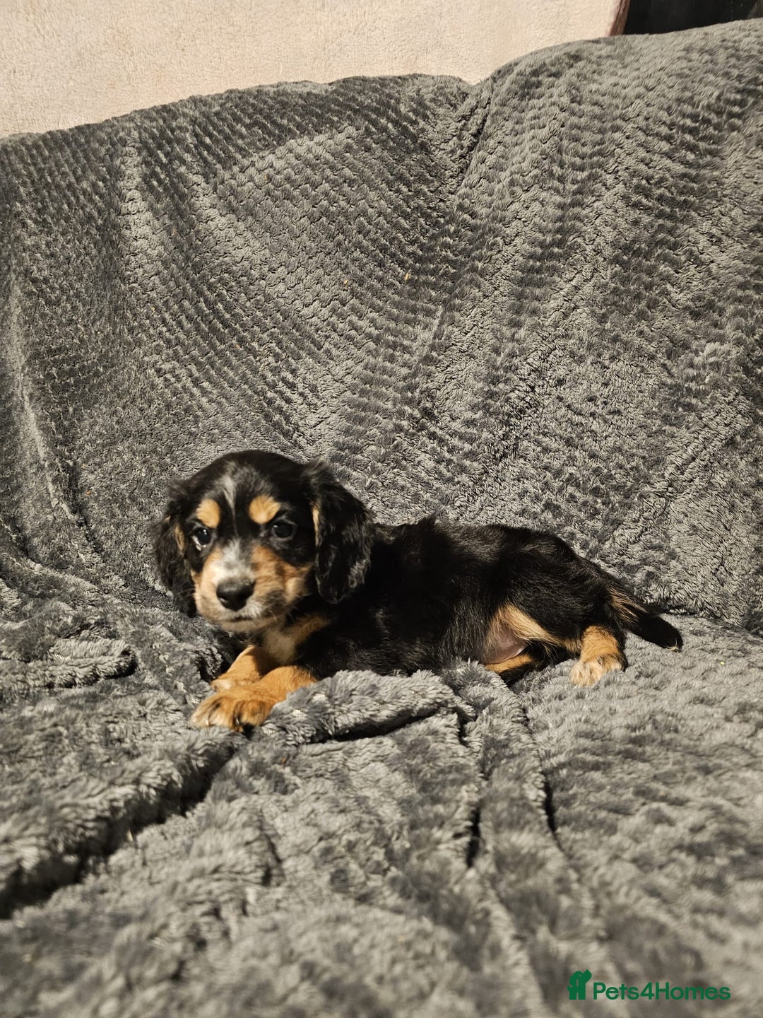 Cocker Spaniel dogs for sale: Cocker spaniels puppy's  - Advert 2