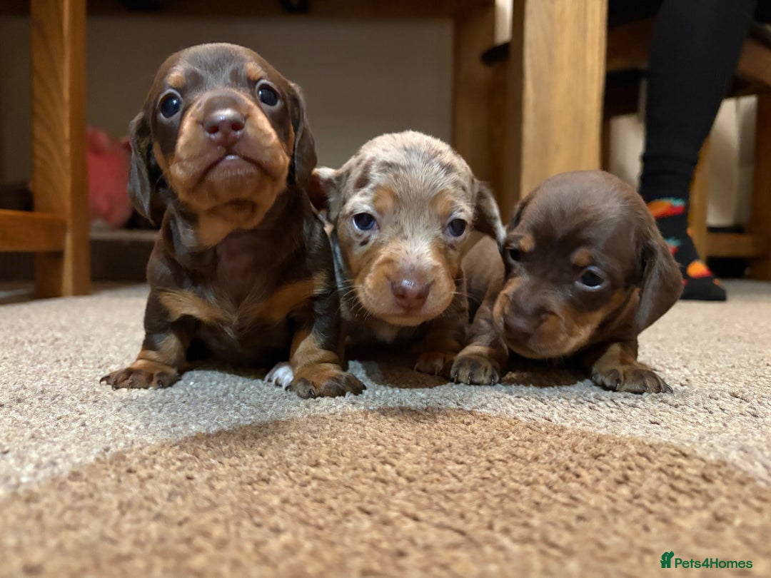 Dachshund dogs for sale: miniature dachshund  - Advert 3
