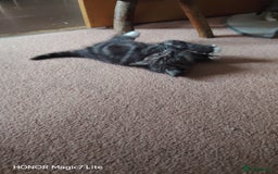 Mixed Breed cats for sale: Little kittens - Image 4