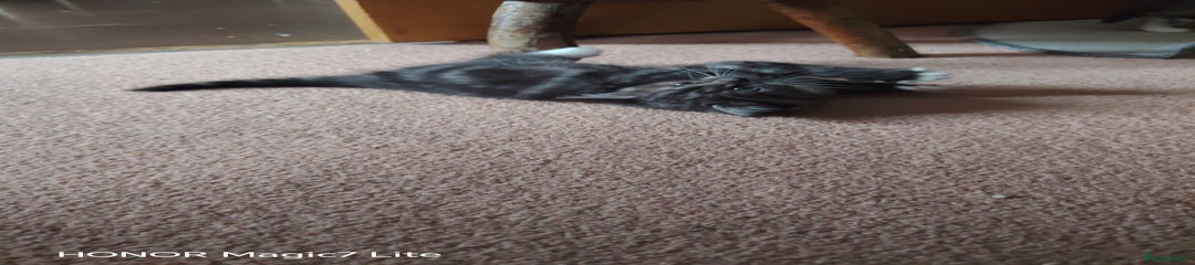 Mixed Breed Kitten 3