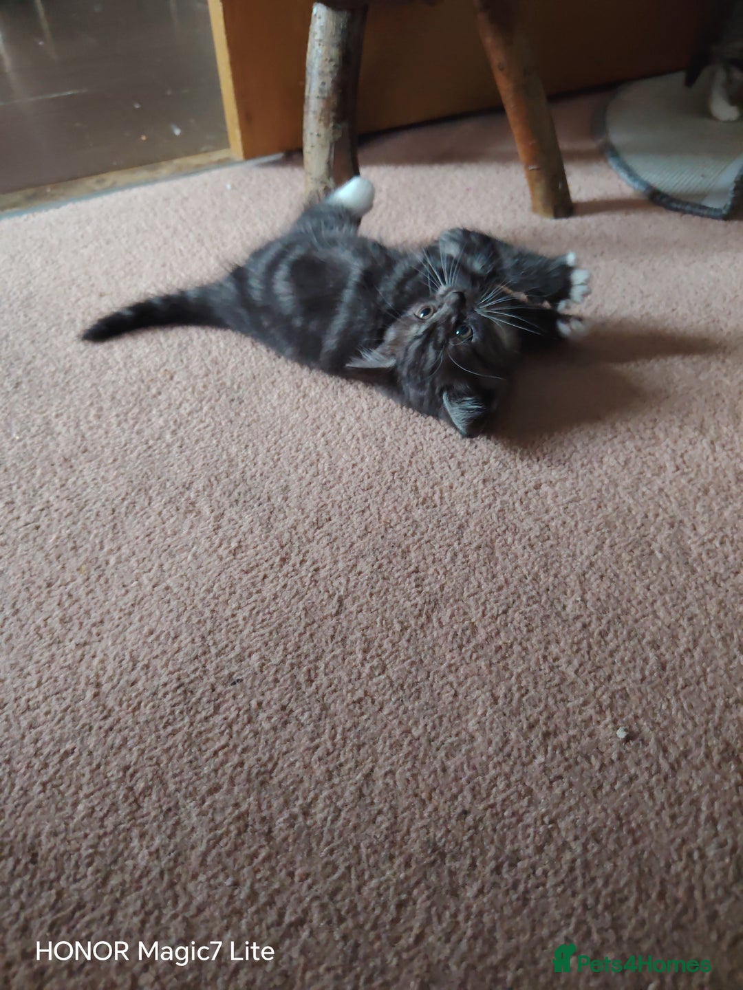 Mixed Breed cats for sale: Little kittens - Image 4