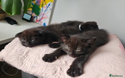 Mixed Breed cats for sale: Scottish Fold Kittens! Ready for loving home - Image 29
