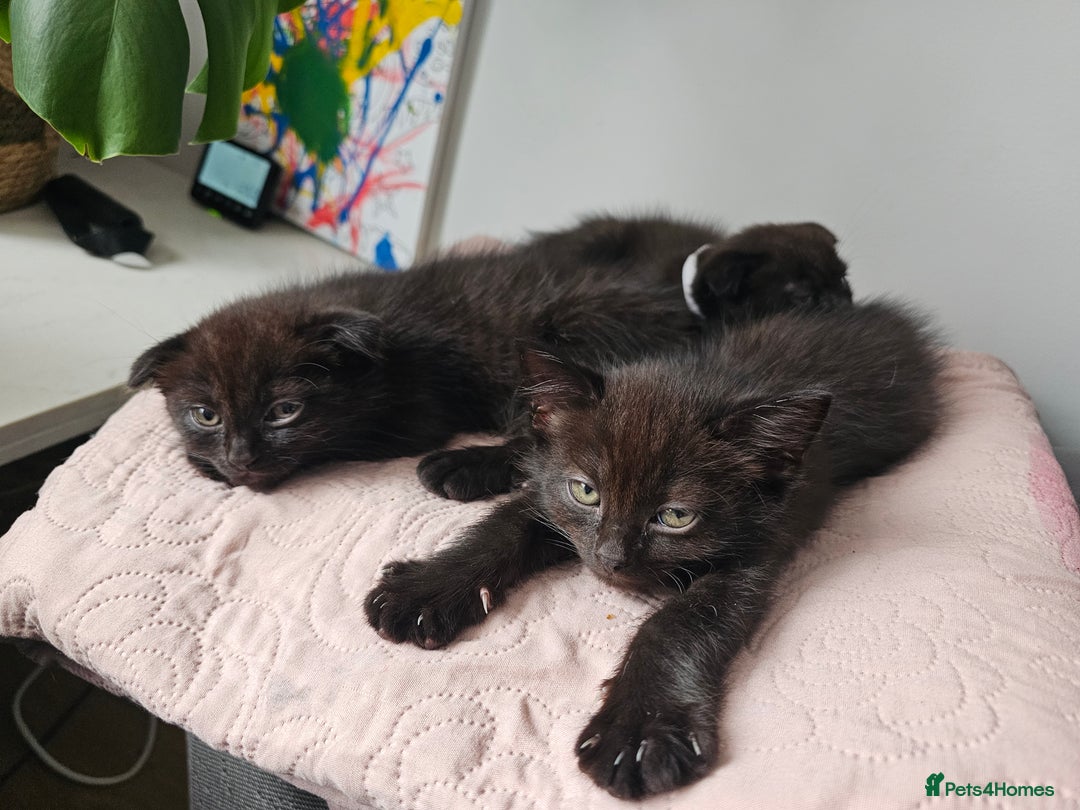 Mixed Breed cats for sale: Scottish Fold Kittens! Ready for loving home - Image 29