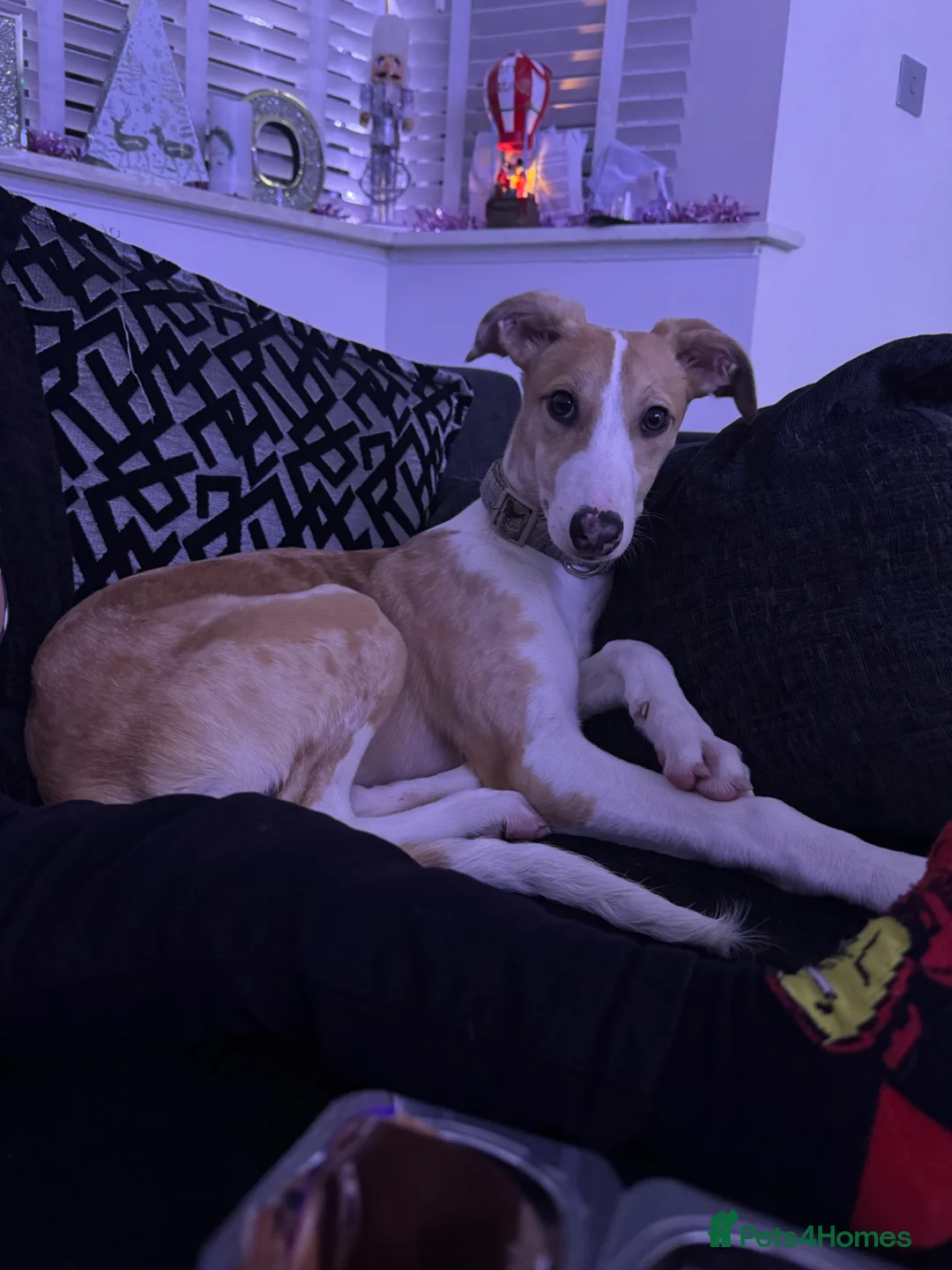 Lurcher dogs for sale: Lurcher - Advert 2