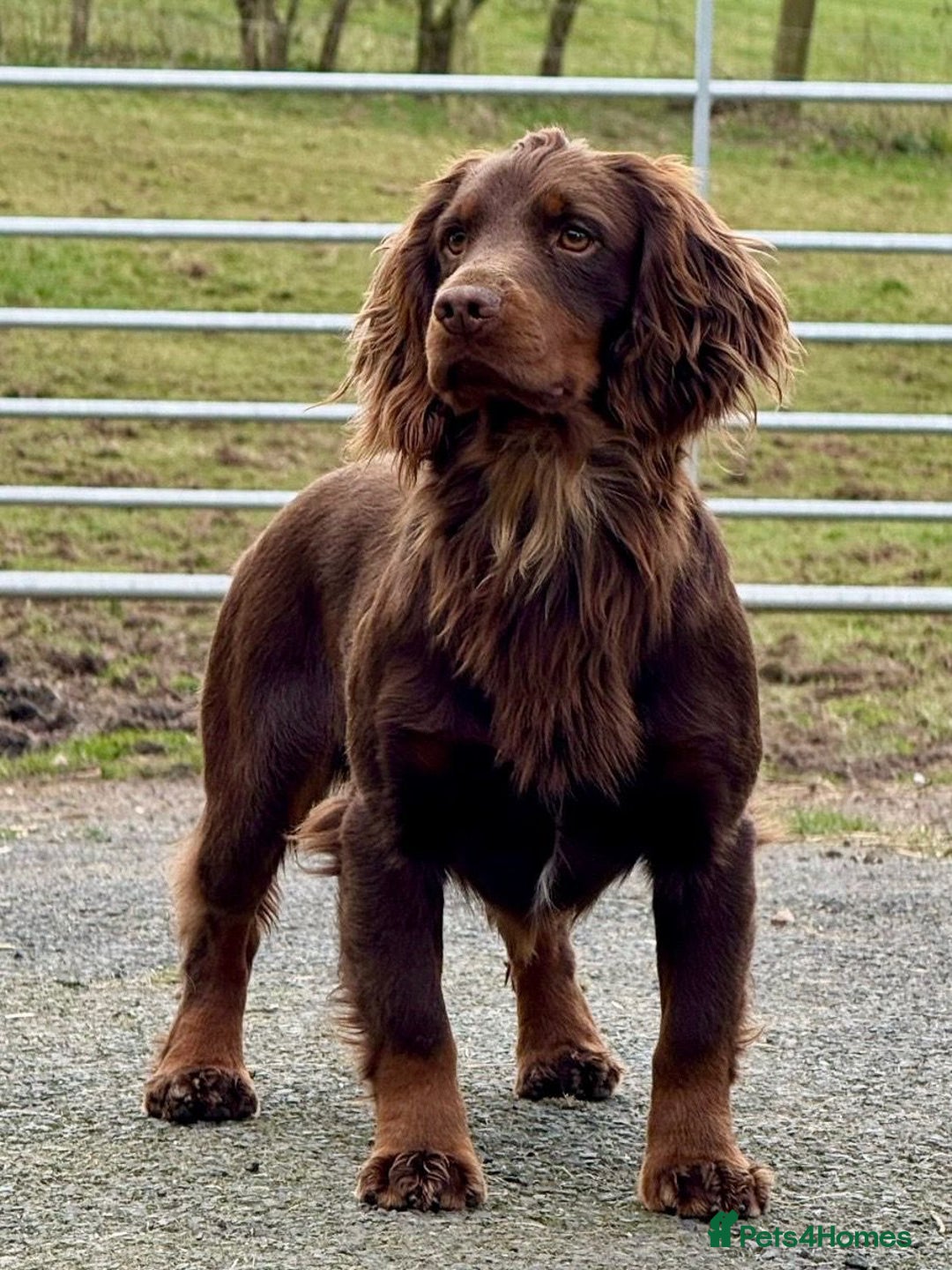Cocker Spaniel dogs for sale: Beautiful working cocker spaniel puppies. - Advert 10