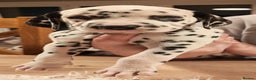 Dalmatian dogs for sale: Ready now - Champion Boys in the making!! - Advert 28