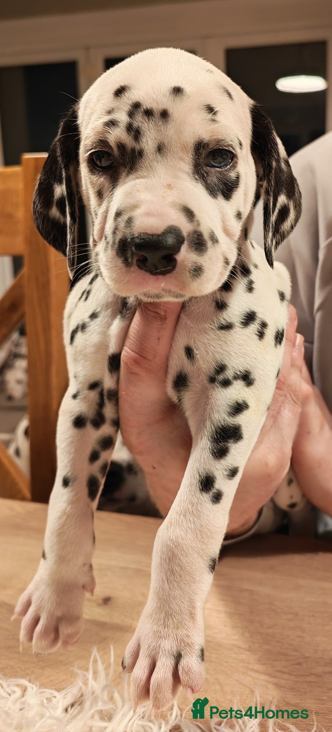 Dalmatian dogs for sale: Ready now - Champion Boys in the making!! - Advert 28