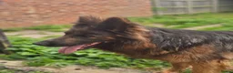 German Shepherd dogs for sale: German shepherd bitch in Darlington - Advert 3