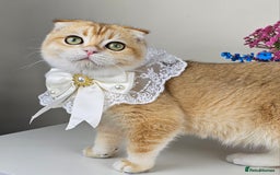 British Shorthair cats for sale: TICA REGISTERED Golden Chinchilla Girl - Image 1