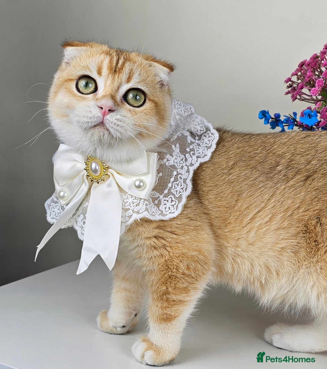 British Shorthair cats for sale: TICA REGISTERED Golden Chinchilla Girl - Image 1