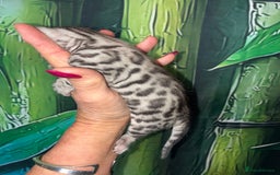 Bengal cats for sale: Beechwood Bengals  stunning SILVER kittens - Image 14