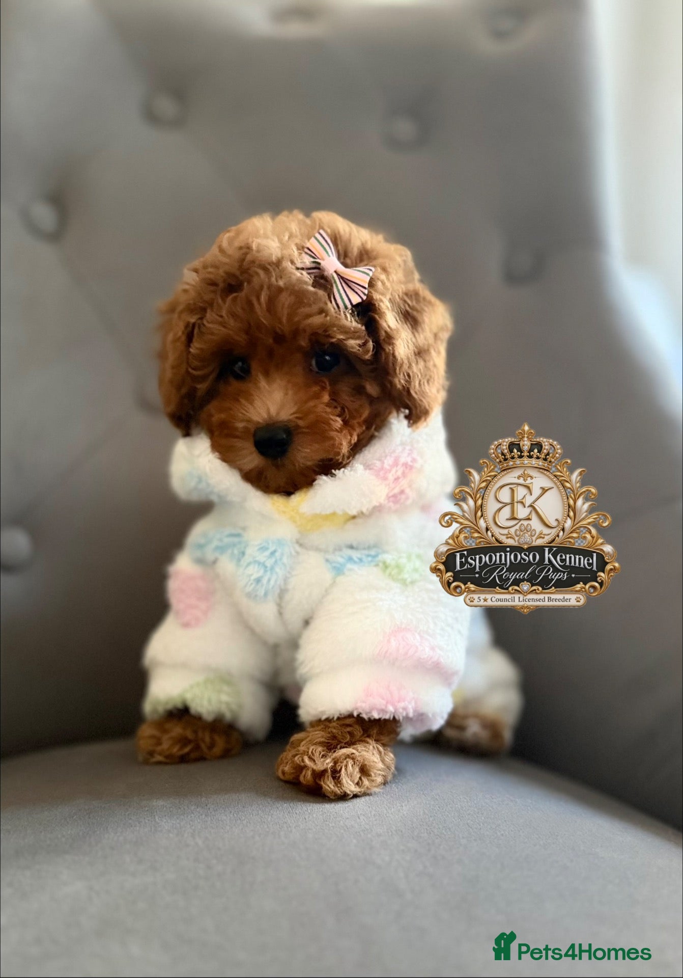 Toy Poodle dogs Ready NOW  🏡5⭐ Licensed ESPONJOSO Toy Poodle👑 - Advert 10