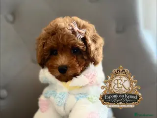 Toy Poodle dogs Ready NOW 🏡5⭐ Licensed ESPONJOSO Toy Poodle👑 - Advert 2