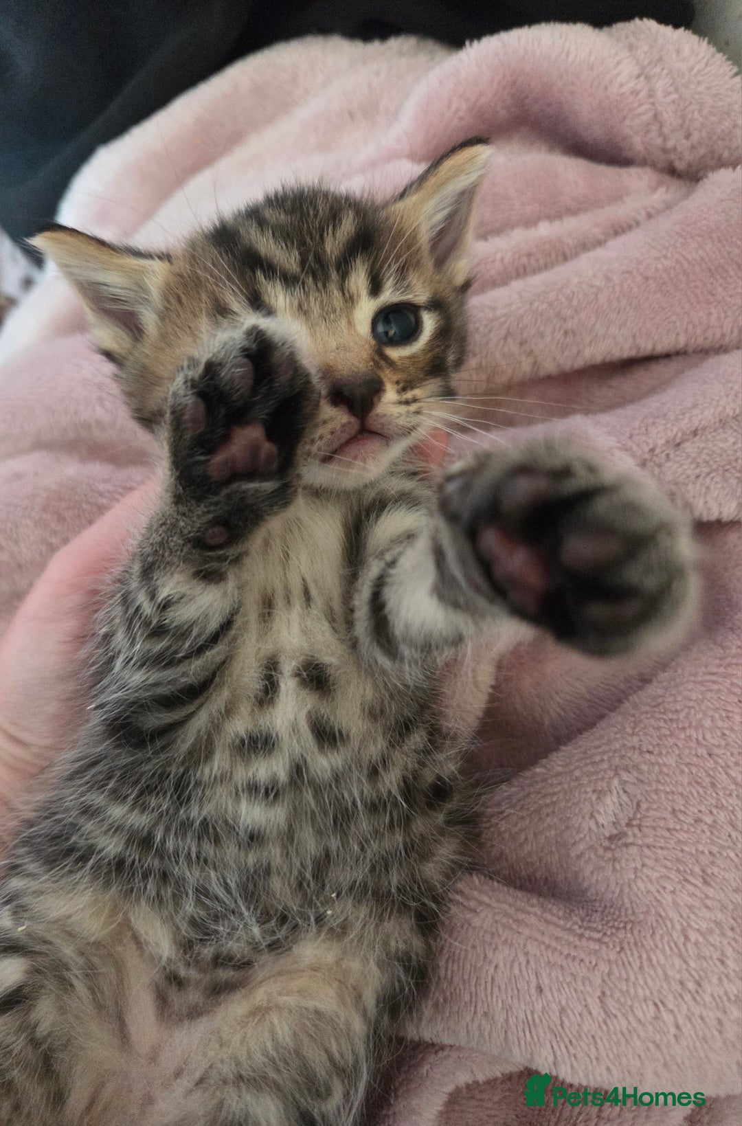 Mixed Breed cats for sale: Bengal cross kittens - Image 1