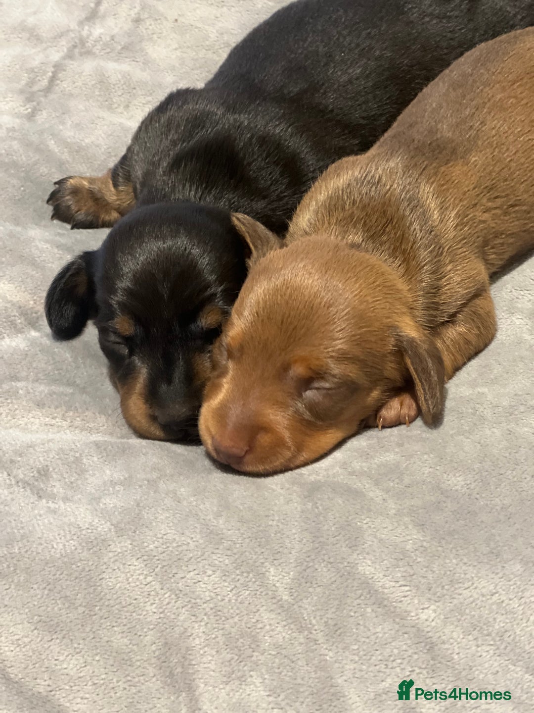 Dachshund dogs for sale: Female Dacshunds - Advert 2